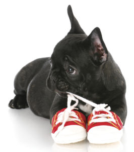 french bulldog puppy chewing on pair of red running shoes with reflection on white background