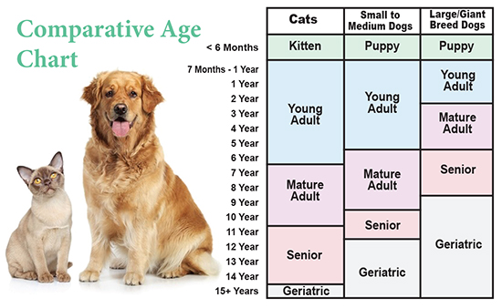 Pet age. Dog age. Age of Cats Chart. Dog age 9 years.