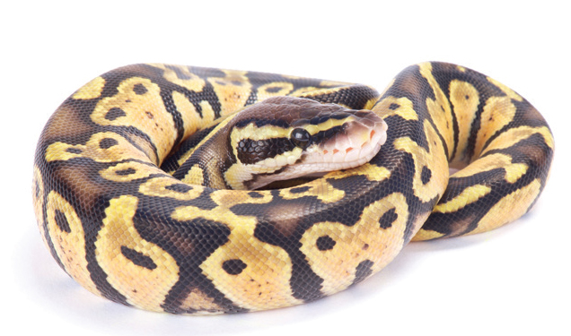 Feathers, Fins and Scales