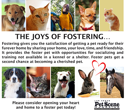 Great Time to Foster; Great Reasons to Foster |